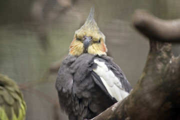 Obraz premium cockatiel