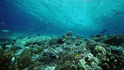 Fish over a coral reef - Powered by Adobe