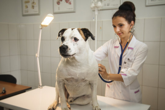 Female veterinarian  with dog at vet clinic