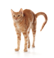 Cute little orange tabby kitten, isolated on white background