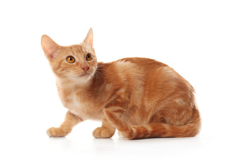 Fototapeta premium Cute little orange tabby kitten, isolated on white background