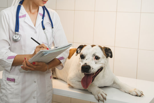 Female veterinarian  with dog at vet clinic