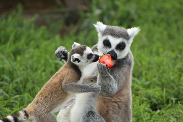 Lemurs eating a strawberry