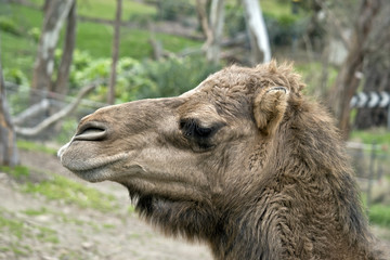 Fototapeta premium camel