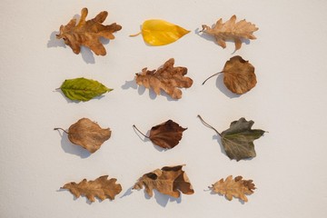 Various types of autumn leaves