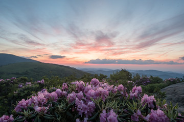 Pale Pink Sky Mirrors Pink Rhododendron