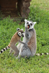 Lemurs eating a strawberry