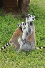 Lemurs eating a strawberry