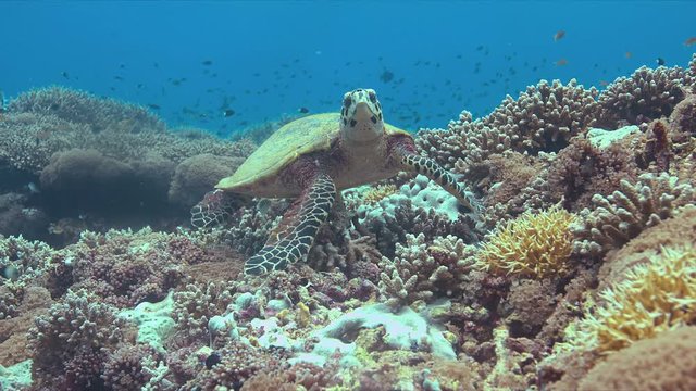 Hawksbill turtle on a Coral reef. 4k footage