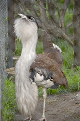 australian bustard