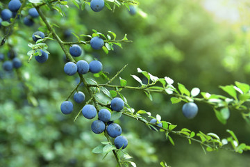 Lilac sloe fruit hanging on the branch. Some sun light in a natural environment at country side. - obrazy, fototapety, plakaty