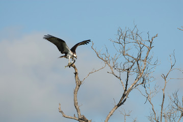 Fish Eagle