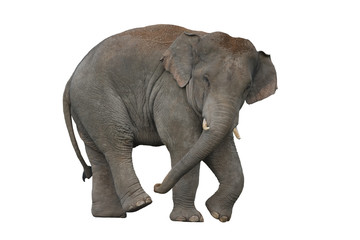 Fototapeta na wymiar Elephant isolated on white background