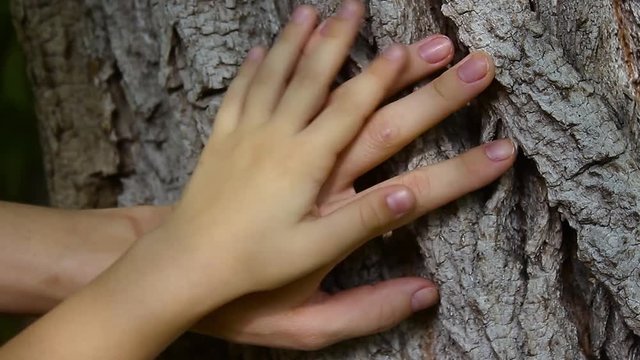 Hands of mother and daughter on old tree bark. Woman hand with red manicure on rough tree trunk. Gentle female palm with white pale skin and beautiful nails on rough tree bark.