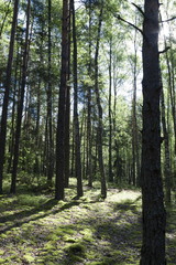 Summer forest in a midland of Europe