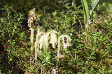 Blossoming wild forest flowers