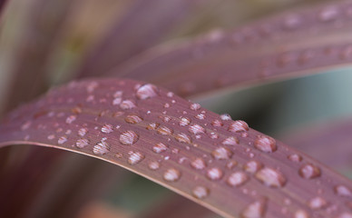 Purple leaf with water droplets