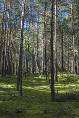 Obraz premium Summer forest in a midland of Europe