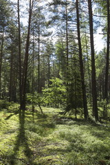 Obraz premium Letni las w środkowej części Europy