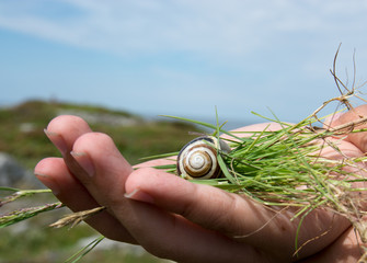 Hand holding snaail in shell