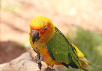 parrot