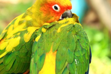 parrot