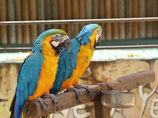 Macaw parrot