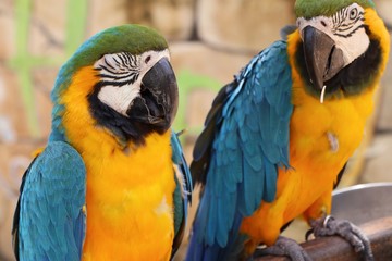 Macaw parrot