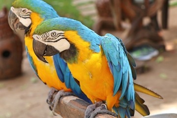 Macaw parrot