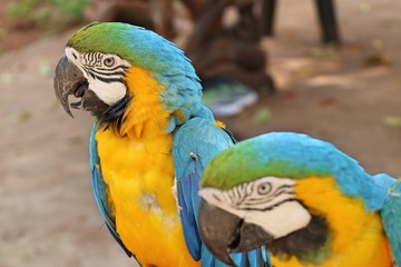Macaw parrot