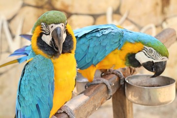 Macaw parrot