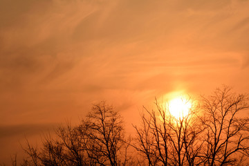 Obraz premium 夕日 並木 