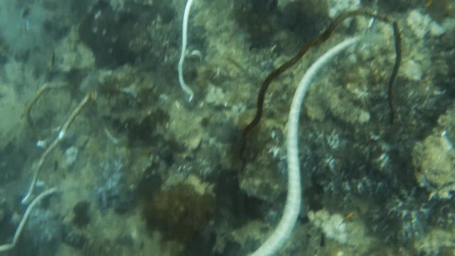 A medium shot of a white snake underwater and a floral coral reef.