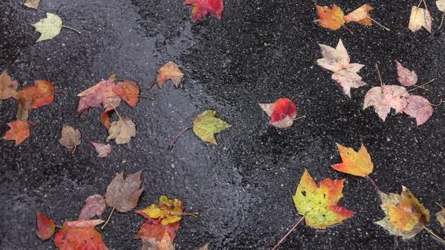 SLOW MOTION MACRO Raindrops falling onto autumn leaves on rainy day in fall. Wet colourful autumn leaves laying on road in rainy fall. Raining onto wet colorful leaves lying on autumn forest road.