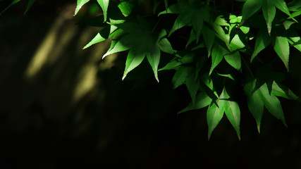 木漏れ日と紅葉