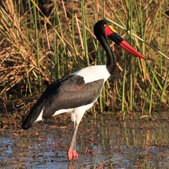 Saddle Billed Stork