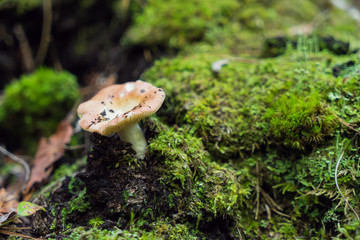 mushroom and moss