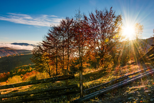 red forest on hillside behind the fence at sunrise. gorgeous mountainous countryside landscape in autumn