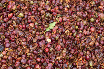 Fresh coffee beans, washing in pool , wet process, wet method