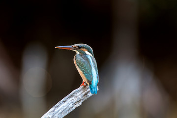Common kiingfisher. Alcedo atthis is a common winter visitor bird of Thailand which could be find during migration season during September to March each year.