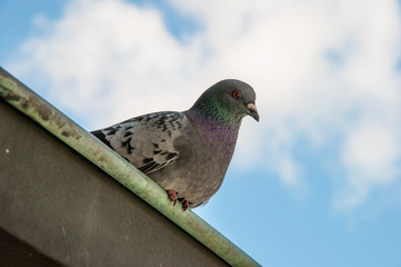 Bird sitting on a rooftop