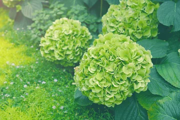Poster Green hydrangea flower (hydrangea macrophylla, hortensia) growing in a garden. © mamsizz