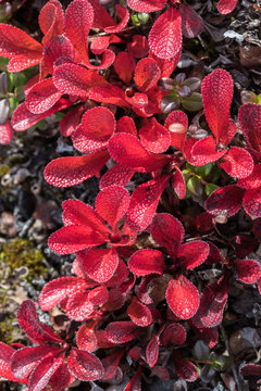 Red Bearberry Leaves