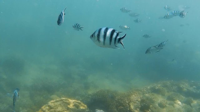 A medium shot of a zebra skinned fish underwater.