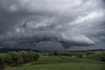 Fototapeta na wymiar Arcus cloud before thunderstorm.Cloudy landscape with storm clouds at tea plantation in stormy weather day