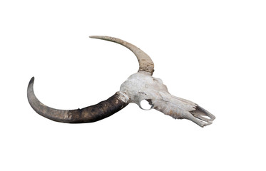 Fototapeta premium old buffalo skull on the white background