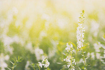 Lavender flowers blooming.field of white lavender flowers. lavender flowers in morning sunrise soft focus for background