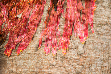 Aerial roots  Tree bark