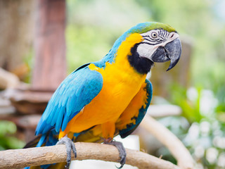 Closeup blue and gold macaw bird sitting on a tree branch.