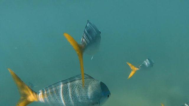 A wide shot of zebra skinned fish underwater